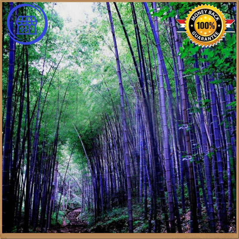 RARE Purple Bamboo - Timor Bambusa Lako