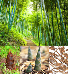 Moso bamboo seeds - Perennial Ornamental Plants for Home Garden Plant