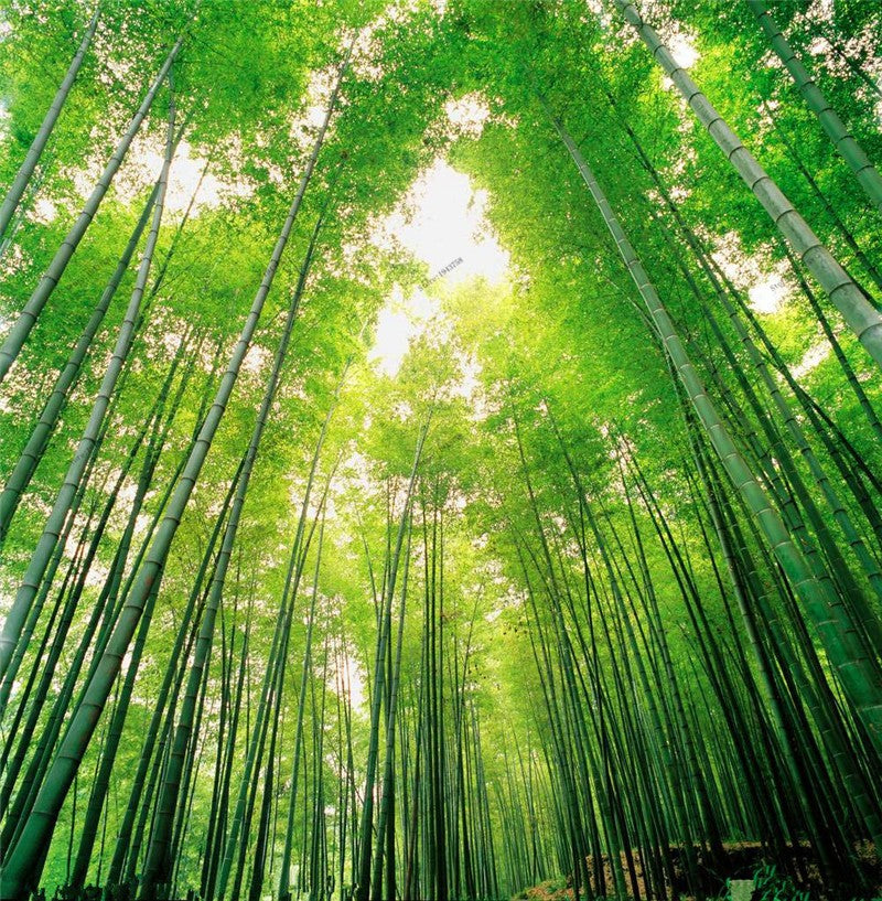 planting moso bamboo seeds Moso bamboo seeds - Perennial Ornamental Plants for Home Garden Plant
