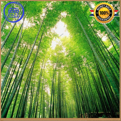 Moso bamboo seeds - Perennial Ornamental Plants for Home Garden Plant