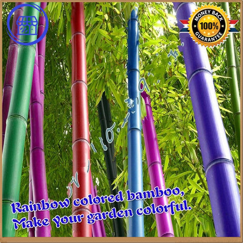 bamboo plant seeds for sale Bamboo Seeds Shop