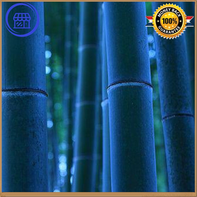 MOSO BAMBOO SEEDS PHYLLOSTACHYS PUBESCENS GIANT