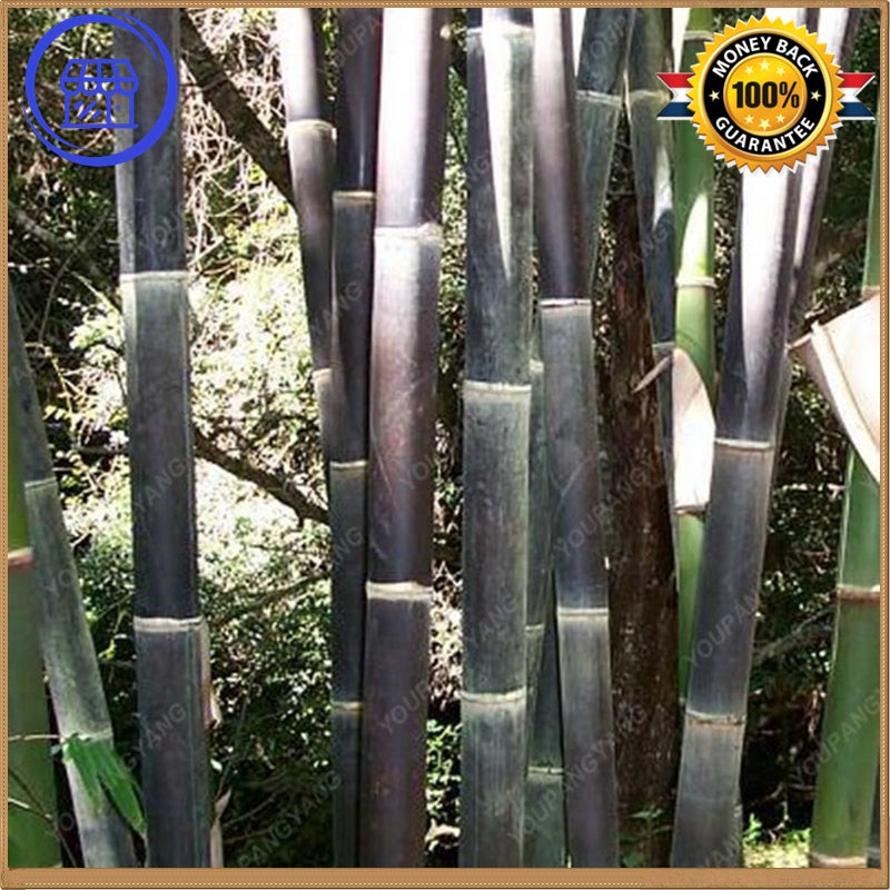 RARE BAMBOO SEEDS,CLEAN AIR, DECORATION HOUSE