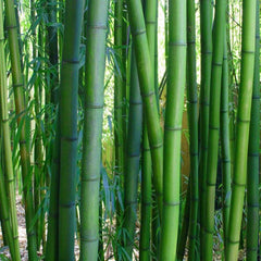 Moso Bamboo seeds. Phyllostachys heterocycla Pubescens