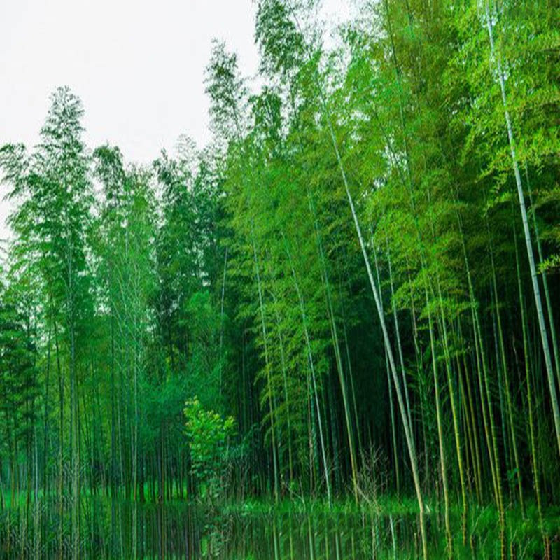 bamboo plant seed Phyllostachys Aureosulcata Home Garden Plant seeds Garden Tree