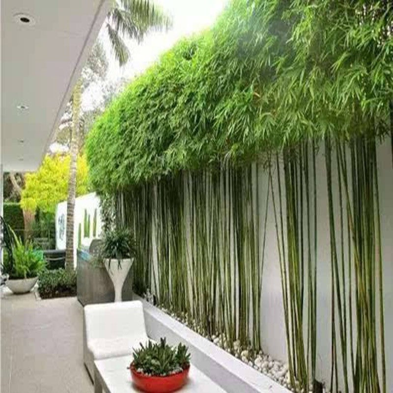 bamboo plant seeds Phyllostachys Aureosulcata Home Garden Plant seeds Garden Tree