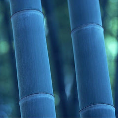Blue Bamboo Seeds For Home Garden - Bamboo Seeds Shop