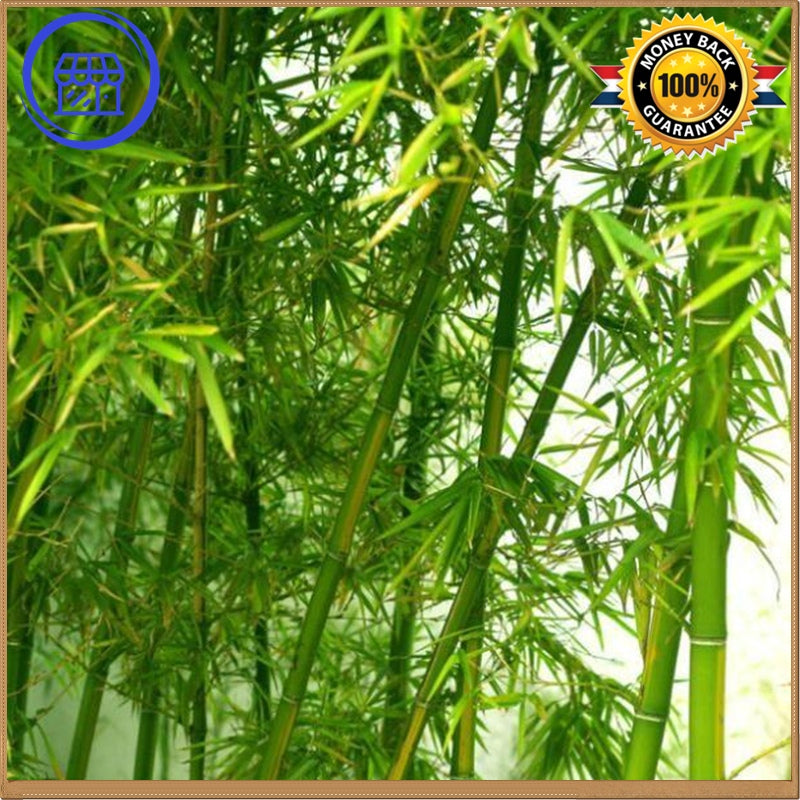Potted Seeds Bamboo Seeds - Garden Decoration Plant