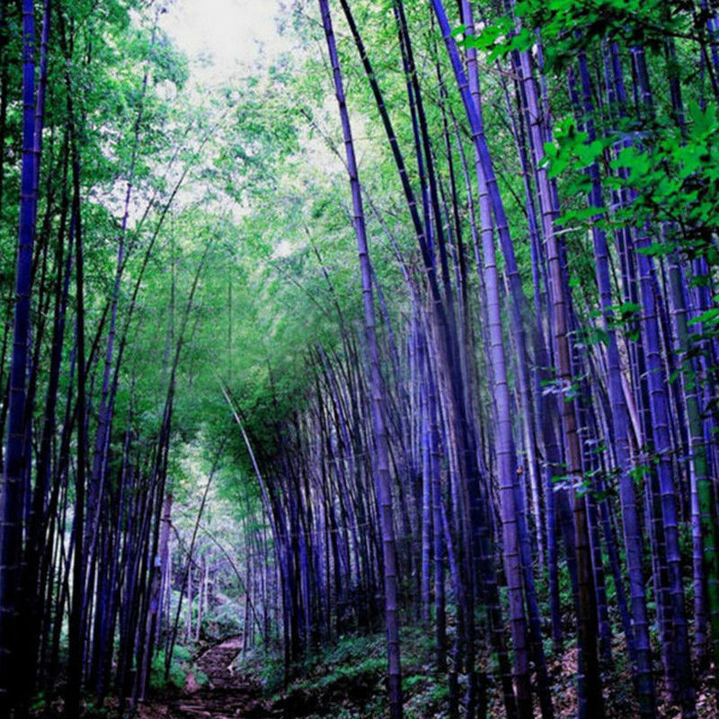 lucky bamboo seeds for sale RARE Purple Bamboo - Timor Bambusa Lako