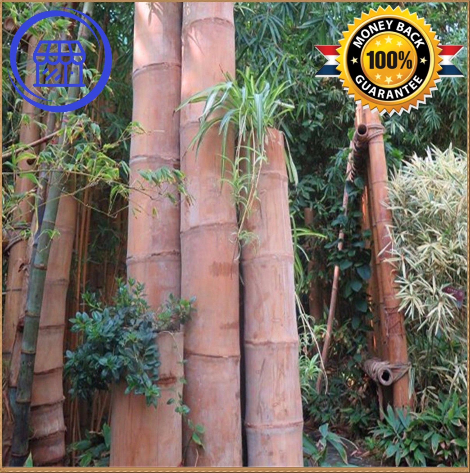 Huge Dragon Bamboo seeds Plant Dendrocalamus sinicus - Bamboo Seeds Shop