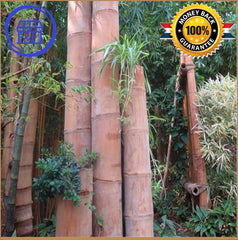 Huge Dragon Bamboo seeds Plant Dendrocalamus sinicus - Bamboo Seeds Shop