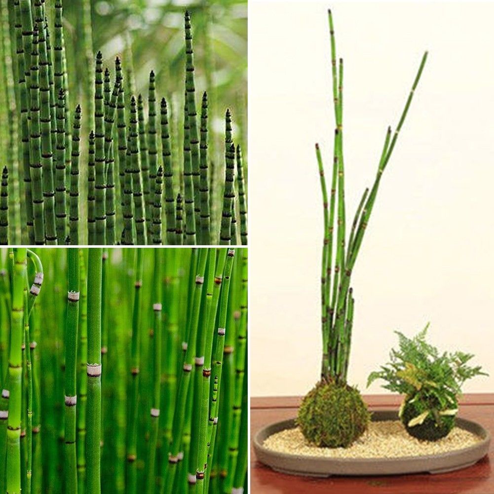 small indoor bamboo plant Rare Mini Black Moso-Bamboo Tree Seeds Plants Decor Indoor Home Garden
