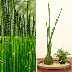 Rare Mini Black Moso-Bamboo Tree Seeds Plants Decor Indoor Home Garden Pot