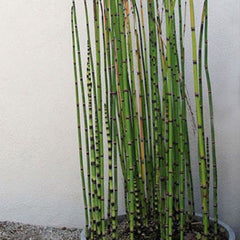 Rare Mini Black Moso-Bamboo Tree Seeds Plants Decor Indoor Home Garden Pot