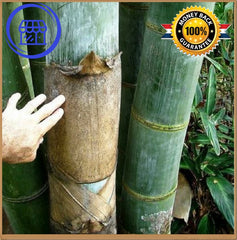 Fresh Giant Bamboo Seeds with instructions - Dendrocalamus Giganteus