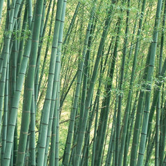 Giant Moso Bamboo Seeds Phyllostachys Pubescens Garden Plants - Bamboo Seeds