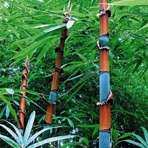 purple lucky bamboo RARE Purple Bamboo - Timor Bambusa Lako