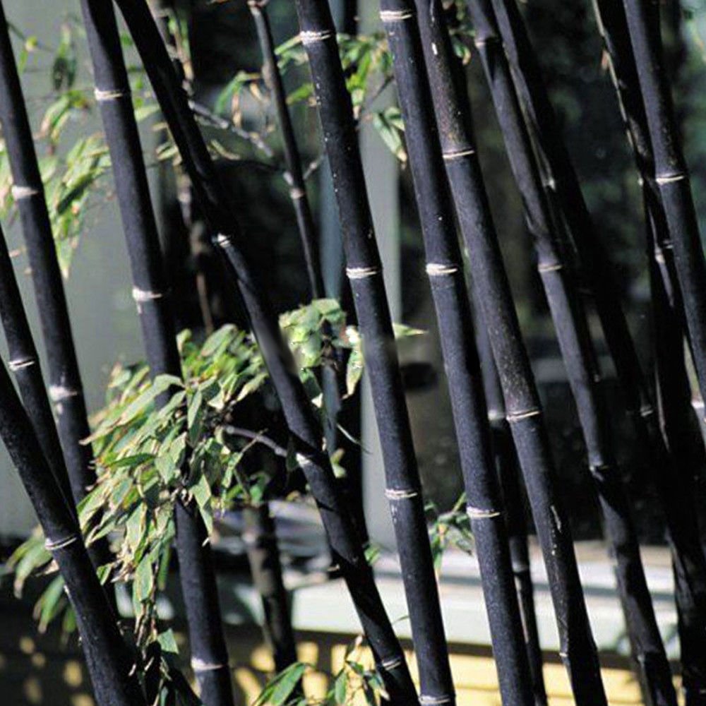 Phyllostachys Pubescens Moso-Bamboo Seeds Garden Plants Tinwa Black Color A1