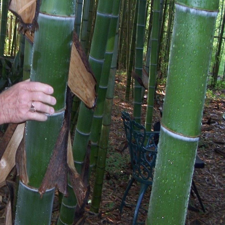 Fresh Moso Bamboo Seeds Phyllostachys Pubescens Giant Bamboo - Bamboo Seeds