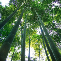 Giant Moso Bamboo Seeds Phyllostachys Pubescens Garden Plants - Bamboo Seeds