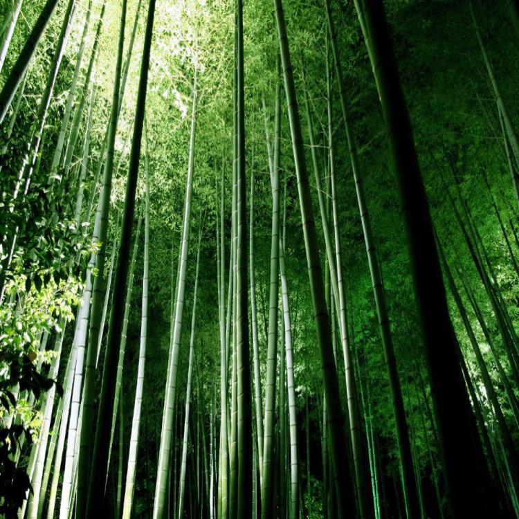 Bambù Gigante – 10 Semi – Giant Bamboo Phyllostachys Edulis Seeds Rare Alta Qualita Semi Selezionati - Foto 9