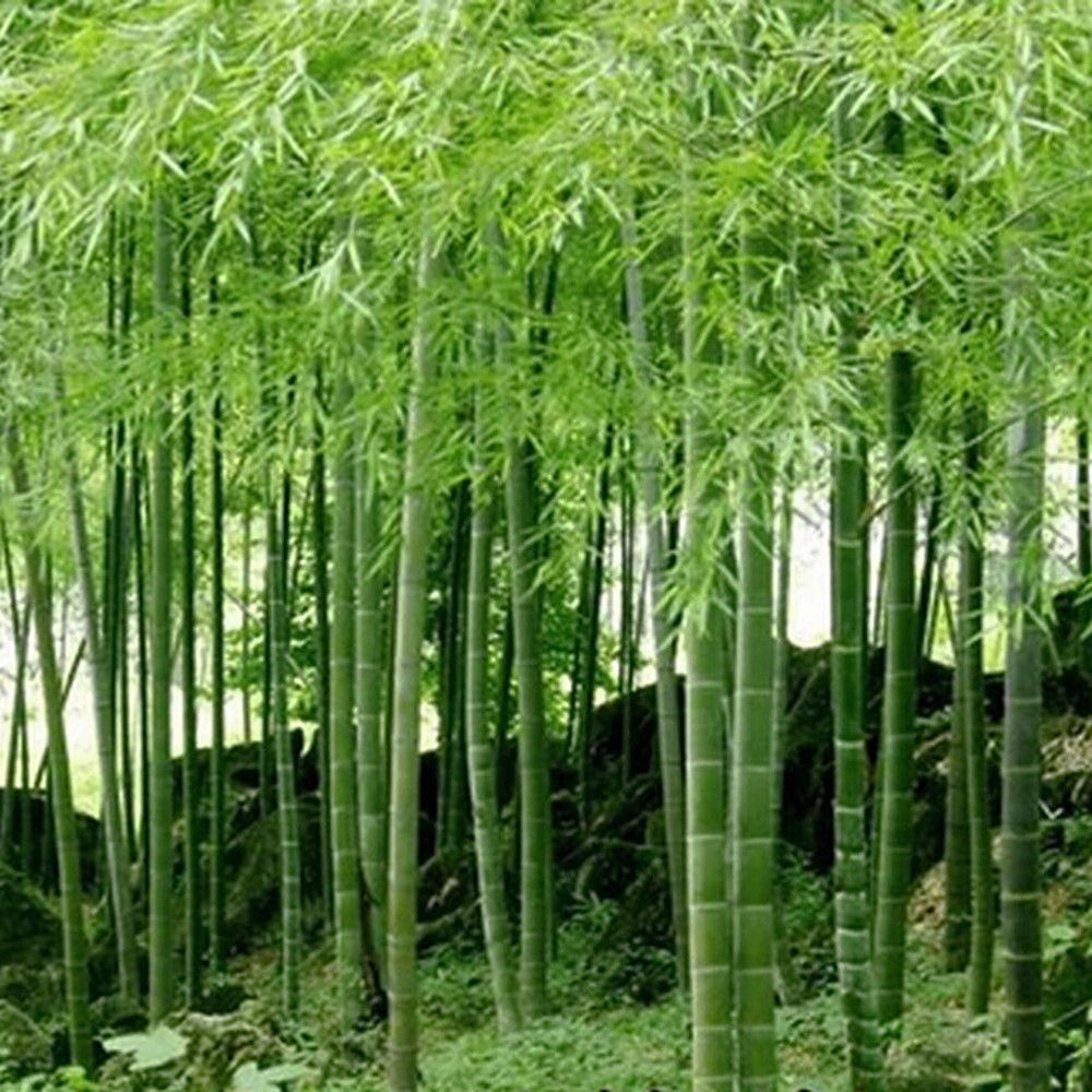 Bamboo Seeds Phyllostachys Pubescens Moso-Bamboo Seeds Garden Plants Decor - Bamboo Seeds