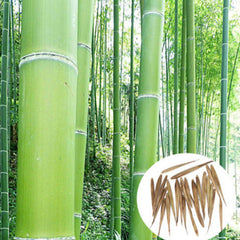 Bamboo Seeds Phyllostachys Pubescens Moso-Bamboo Seeds Garden Plants Decor - Bamboo Seeds