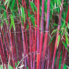 Fresh Giant Moso Bamboo Seeds For Home Garden