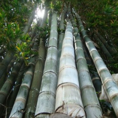 Fresh Giant Bamboo Seeds with instructions - Dendrocalamus Giganteus