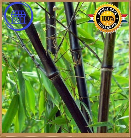 RARE Purple Bamboo - Timor Bambusa Lako | Bamboo Seeds Shop