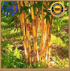 Bamboo Seeds Garden Plants Golden Color - Phyllostachys Pubescens Moso